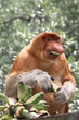 proboscis monkey is an Indonesian primate that has a big nose  that lives in a mangrove forest