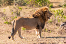 Male Lion Standing In Profile On Grass