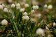 © toeppefotografie - Märzenbecher