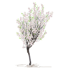 Wall Mural - Young flowering tree quince (Cydonia oblonga L.) spring