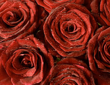 Floral Background. Red Dark Rose Flowers In Dew Drops Close-up