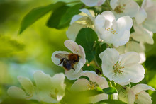 Closeup Of Bumblebee Collecting Pollen In White And Pink Apple Tree Blossoms On Blurry Background Of Green Leaves
