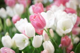 Fototapeta Tulipany - pink tulip on blur tulip background