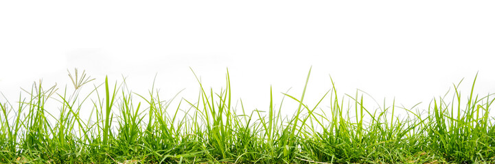 green grass isolate on white background