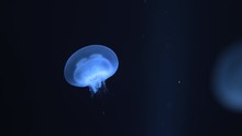 Blue Moon Jellyfish In An Aquarium Exhibit In Japan