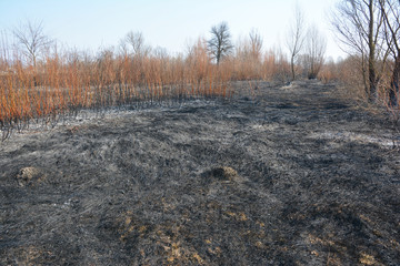 Wall Mural - Grass burning in the suburbs often transforms into out of control grass fire burns which are dangerous to nature and people.