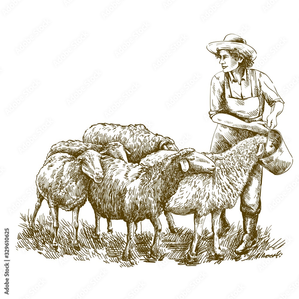 Female farmer feeds the sheep. sketch on a white background. animal husbandry - obrazy, fototapety, plakaty 