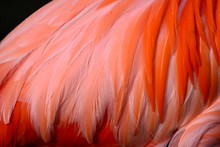 Close Up Of Flamingo Feathers 