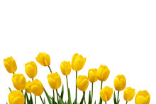 Yellow Tulips Isolated On White. Beautiful Yellow Flowers Background For Text.