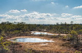 Fototapeta Łazienka - Raised bog in early spring, some pools are still frozen, some are already open and reflect the sky and bonsai size pine trees. Bright day with blue sky and white clouds.