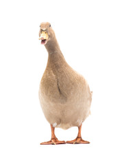 Poster - Quacking duck isolated on a white background.