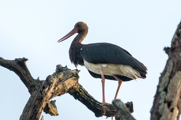 a black storks sitting on a dead tree branch