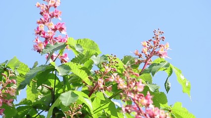 Wall Mural - beautiful pink chestnut blossom, sunny day, light breeze. spring background. slow motion video, dyna