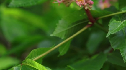 Wall Mural - beautiful pink chestnut blossom, sunny day, light breeze. spring background. slow motion video, dyna