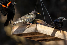  The Common Starling , Also Known As The European Starling And Red-winged Blackbird On The Feeder.