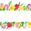 Watercolor Floral Frame with Tulips, Narcissus, Green Leaves and Branches. Hand Drawn Illustration with Spring Flowers Isolated on White Background