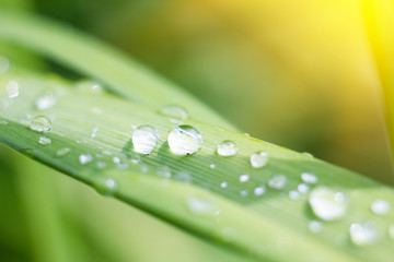 Wall Mural - water drops on a big leaf, macro, beautiful green natural background