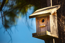 Cute Wooden Bird House In Tree.