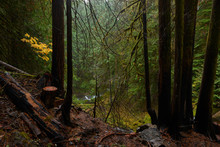 Dark Wet Forest In Rainy Weather In Autumn Season At Panther Creek In The Washington State.