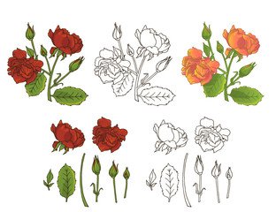 Wall Mural - Hand drawn rose flowers clipart. Floral design element. Isolated on white background. Vector illustration.