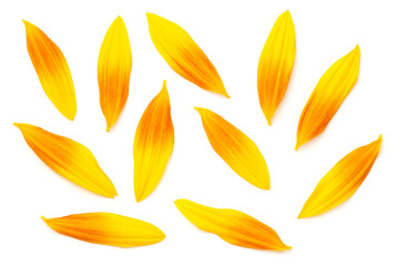 Wall Mural - Sunflower Petals Isolated On White Background