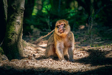 The Monkey Mountain Nature Reserve In Kinzheim Has Been Open Since 1969. Here, In A Natural Area As Close As Possible To The Natural Environment, Moroccan Monkeys Live.