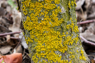 The fruit tree trunk of the apple tree is covered with moss which damages the tree and kills it by allowing it to develop fungal diseases and infections.