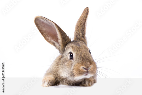Fotografía gray fluffy rabbit looking at the signboard