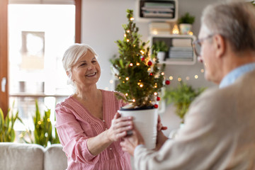 Poster - Senior man giving wife small potted Christmas tree