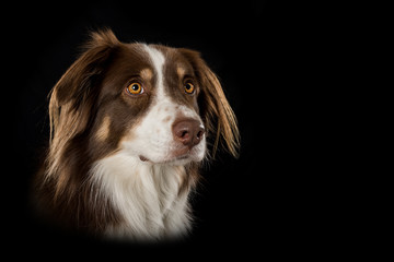 Wall Mural - Australian shepherd dog on black background