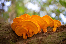 Laetiporus Sulphureus - Orange Mushroom Growing On Tree - Chicken Of The Woods