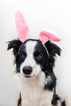 Happy Easter Concept. Funny Portrait Of Cute Smilling Puppy Dog Border Collie Wearing Easter Bunny Ears Isolated On White Background