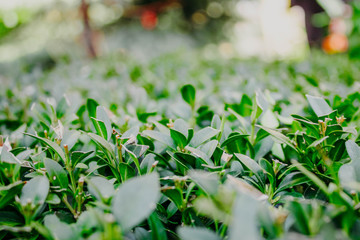 Evergreen boxwood hedge with background blur