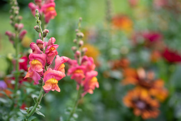 Purple antirrhinum or dragon flowers or snapdragons in a green flowers garden