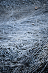 Frost covered grass in Yosemite Valley