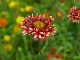 Red flower with a green background