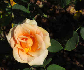 Yellow rose with a green background