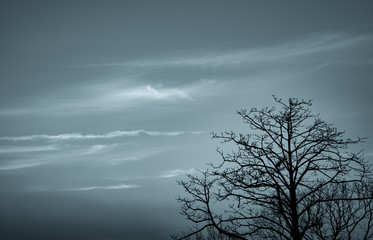 Wall Mural - Silhouette dead tree on dark dramatic sky and white clouds background for death and peace. Halloween day background. Despair and hopeless concept. Sad of nature. Death and sad emotion background.