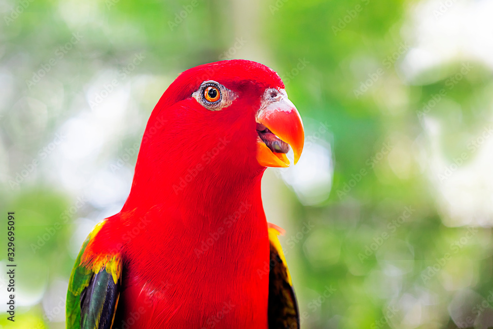 Birdorable Eclectus Parrot, Lorikeet. Bright, red bird. Exotic colored ...