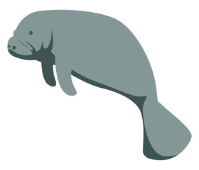 Wall Mural - Manatee animal, illustration, vector on white background.