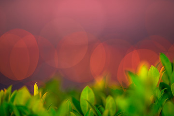 Wall Mural - abstract background of the green leaves in the park,with the blur of bokeh,the light from the colorful shelter falling onto,a kind of artistic beauty of nature