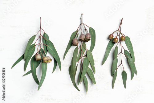 Australian native eucalyptus leaves and flowering gum nuts, photographed on a rustic white background from above.