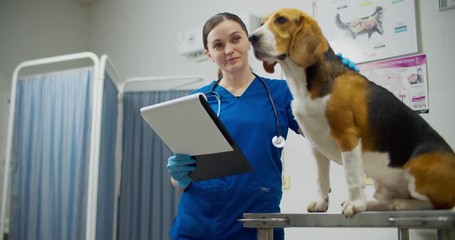 Wall Mural - Woman veterinarian examines a beagle dog. Advises treatment. The concept is dog health. View from below. Beagle Dog Focus