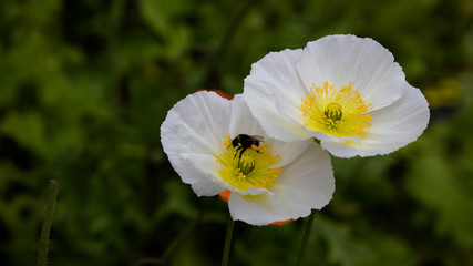 Two white poppies attracted a bumblebee. He sat on the yellow center and collects pollen on his hind legs.