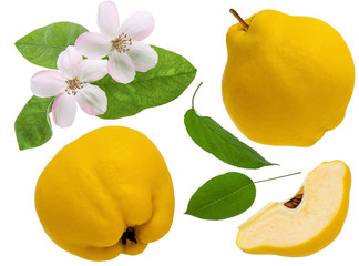 Wall Mural - Quince fruit isolated on white background. Set the whole ripe quince and slice piece with flower and green leaves as detail for design package