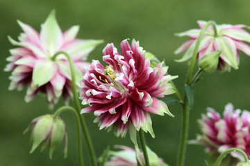 Wall Mural - Beautiful filled red and white cultivated aqueligia flowers infront of a green blurred background in the natural garden environment