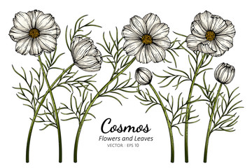 Wall Mural - white cosmos flower and leaf drawing illustration with line art on white backgrounds.