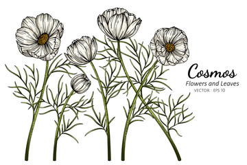 Wall Mural - white cosmos flower and leaf drawing illustration with line art on white backgrounds.