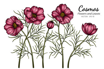 Wall Mural - red cosmos flower and leaf drawing illustration with line art on white backgrounds.