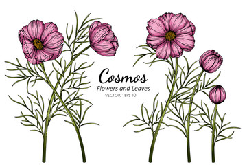 Wall Mural - pink cosmos flower and leaf drawing illustration with line art on white backgrounds.